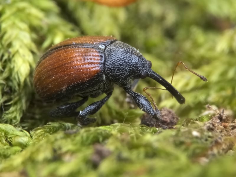 Anthonomus (Anthomorphus) phyllocola (Herbst, 1795)